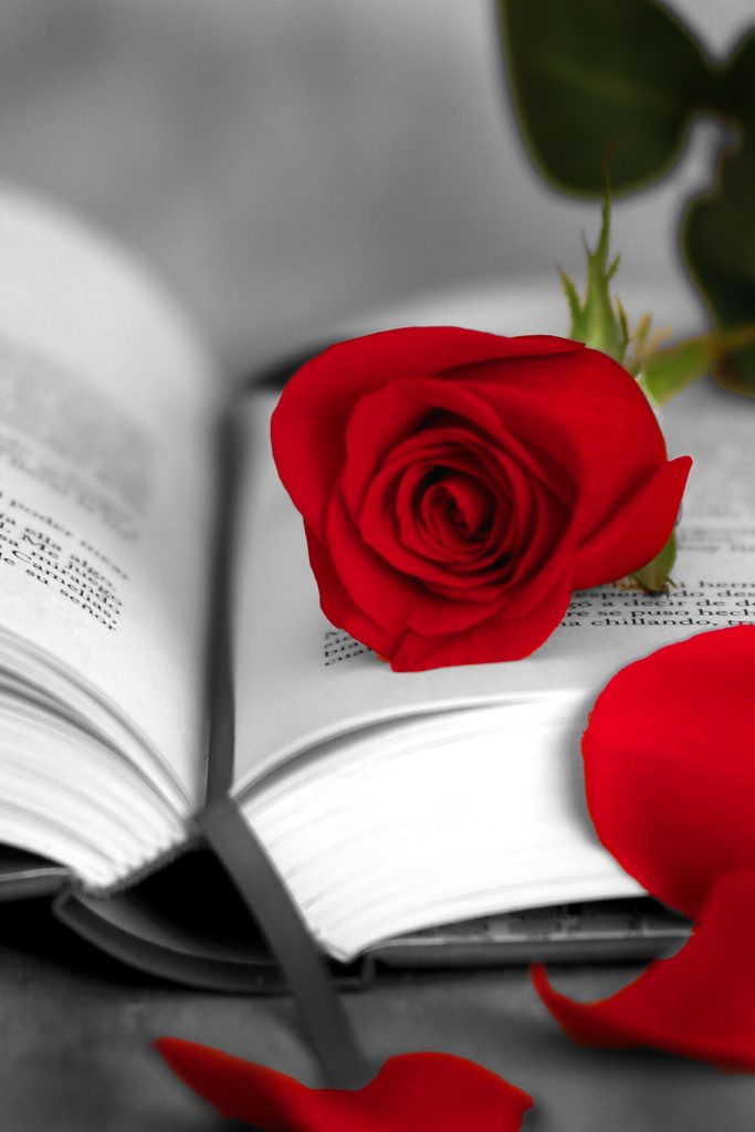Recomendación Sant Jordi de Consuelo Castilla